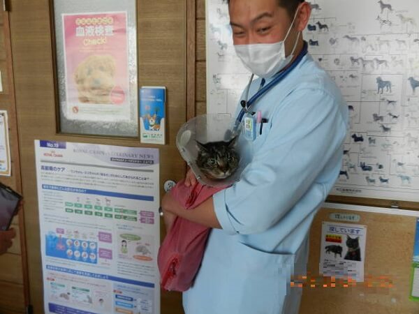 飼い猫の退院1